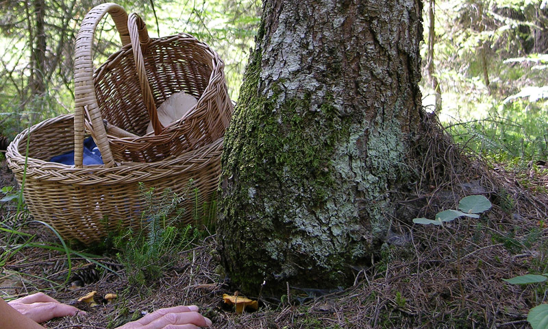 Ritrovamenti del 19 luglio.